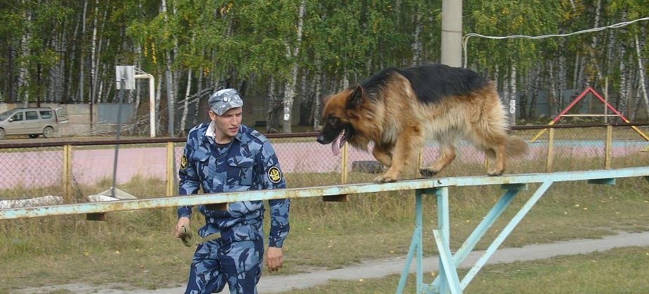 В Карпинске выступят лучшие специалисты-кинологи со всей Свердловской области