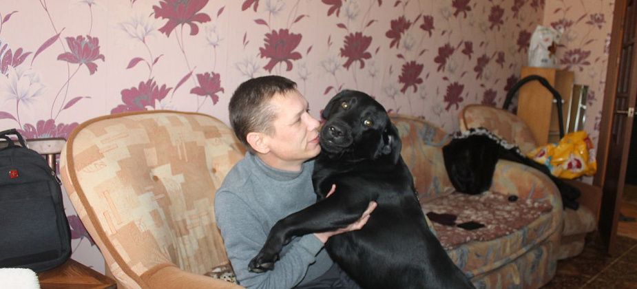 Зачем слепому поводырь? По дому лабрадор ходит за хозяином хвостиком. На улице он – его глаза