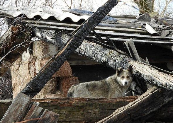 Отловом собак в Карпинске займется та же красноуральская фирма, но с другим названием