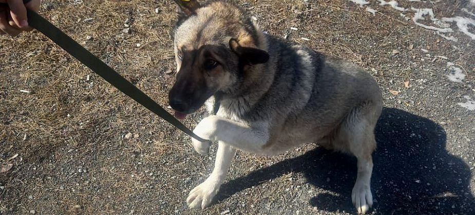 «УКХ» вновь пытается найти подрядчика для отлова собак за 90 тысяч рублей