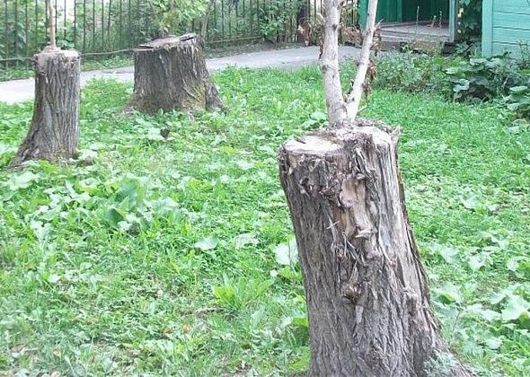 В Карпинске планируют спилить почти сотню деревьев