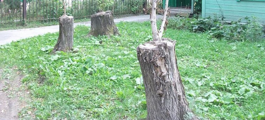 В Карпинске планируют спилить почти сотню деревьев