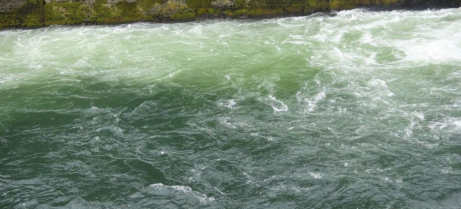 «Очень необычный зеленый...». Рыбака обеспокоил цвет воды в Какве