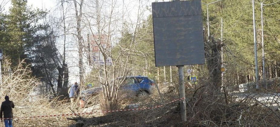 В Карпинске не нашлось желающих заниматься ликвидацией сухостоя