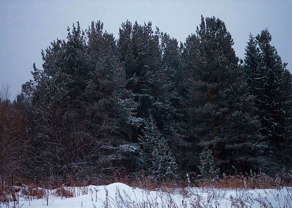 В Карпинском лесничестве рассказали, сколько стоит срубить ель на Новый год