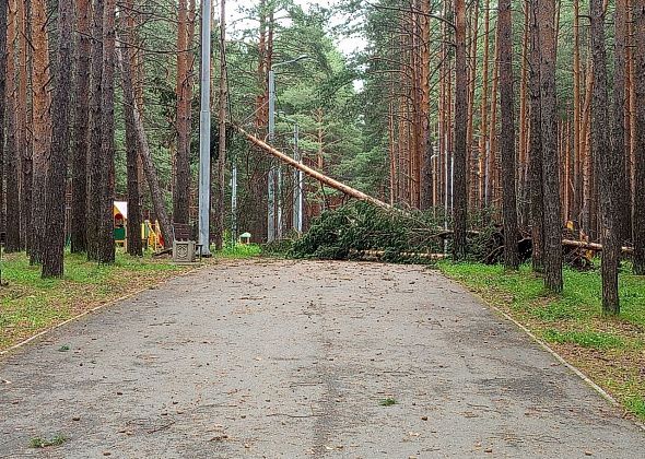 Вчерашний ураган снова повалил сосны в Комсомольском парке