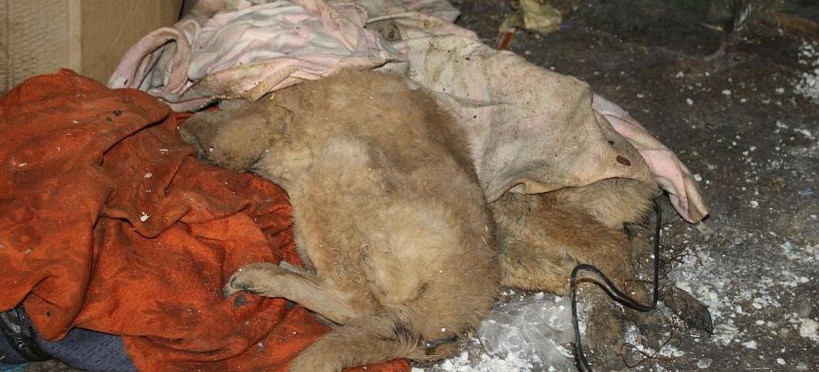 В Карпинске ищут фирму, которая займется уборкой трупов животных и перевозкой биологических отходов