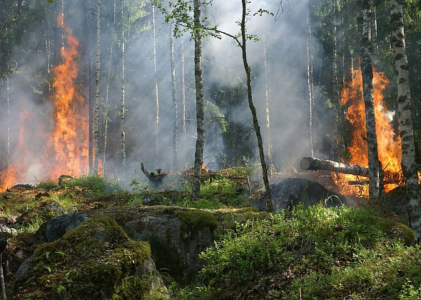 Недалеко от Карпинска случился лесной пожар
