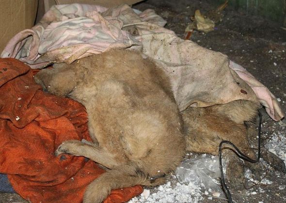 В Карпинске по-прежнему не могут найти желающих убирать трупы животных