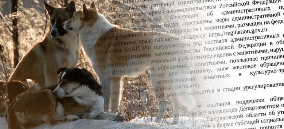 Карпинские активисты получили ответ от Департамента ветеринарии о проблемах бродячих собак