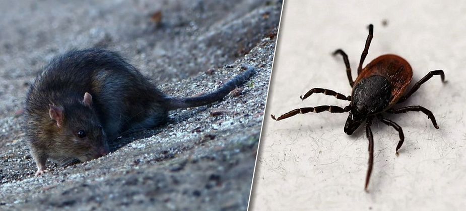 Карпинск уже готовится бороться с паразитами: «УКХ» ищет фирму для обработки территорий