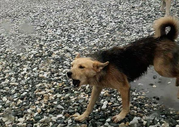В Карпинске планируется отловить около десятка бродячих собак