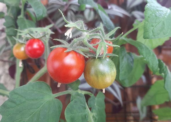 На балконе растут помидоры, а также петрушка, укроп и цветы