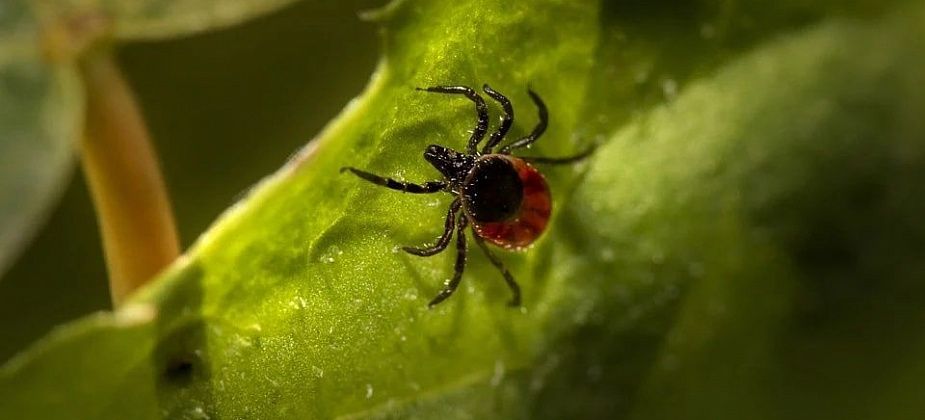 В Карпинске клещи уже начали нападать на людей
