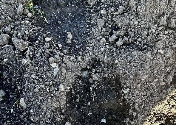 «Очень страшно, что он рядом!». В сад под Краснотурьинском заходил медведь