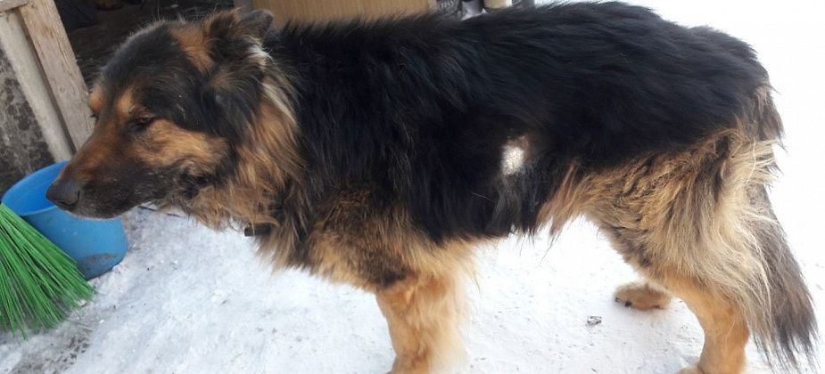 Конфликт между соседями перешел от слов к стрельбе. Пострадала хозяйская собака