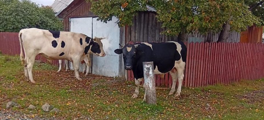 Вот скотина: жители Сосновки страдают от коров, которые регулярно топчут грядки и съедают урожай