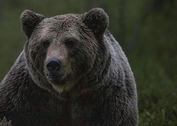 Этой ночью в центре Карпинска бегал медведь. Лесного хищника преследовали полицейские