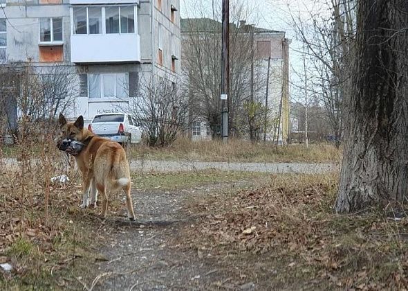 «УКХ» объявило новый тендер на отлов бездомных собак