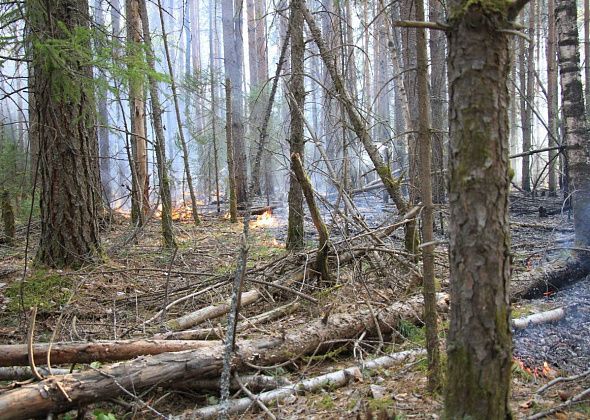 Госдума в десять раз увеличила штрафы за поджоги лесов