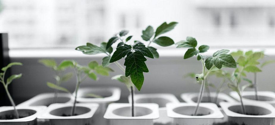 Что и когда садить: лунный календарь на 2024 год для садоводов