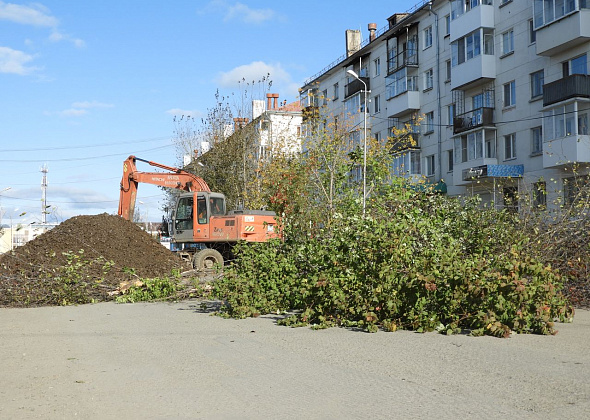 Жильцы дома №67 по улице Мира возмущены ликвидацией деревьев на "гостевом маршруте"