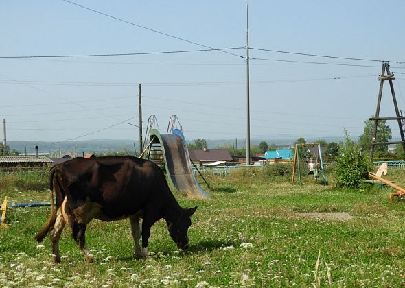 В августе в Карпинске промаркируют домашний скот