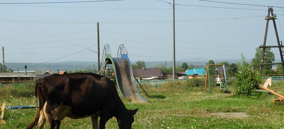 В августе в Карпинске промаркируют домашний скот