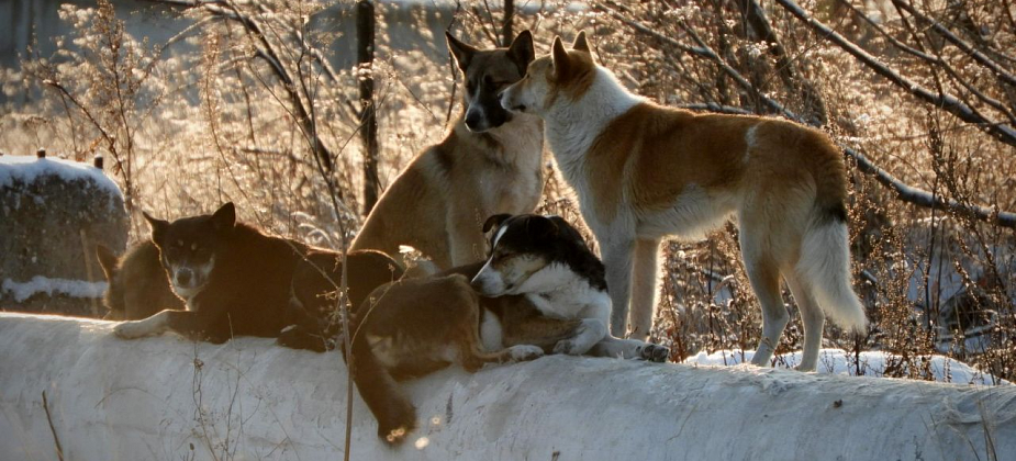 «Выбежал из машины и разогнал их»: на жительницу Карпинска напала стая агрессивных псов