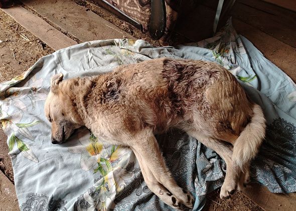 В Карпинске псы с лесопилки забежали на частную территорию и насмерть загрызли хозяйскую собаку