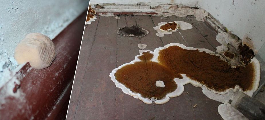 Ленина, 46: на обновленный пол снова «пришли» грибы, а в соседней квартире они «прописались»