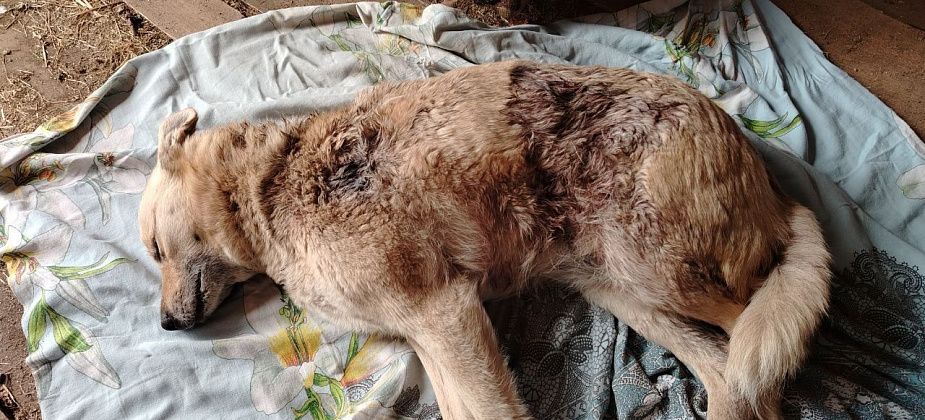 В Карпинске псы с лесопилки забежали на частную территорию и насмерть загрызли хозяйскую собаку