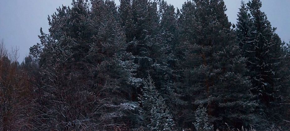 Купить живую елку для вырубки можно будет с 16 декабря 