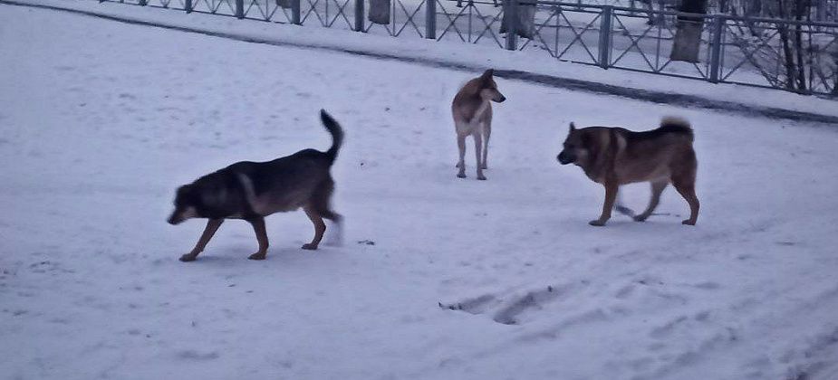 Карпинцев продолжают кусать собаки. На прошлой неделе в ЦГБ обратились трое покусанных