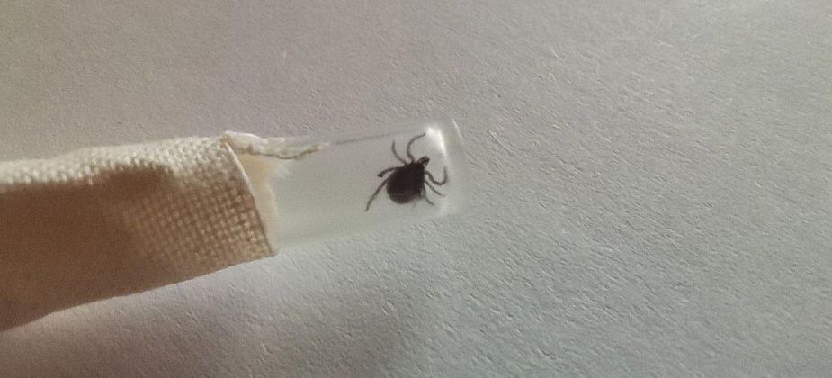 За месяц в Карпинске зарегистрировано около сотни укусов клещей