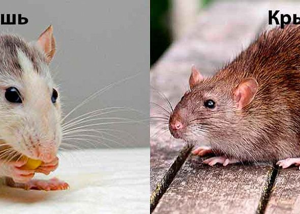 Как отличить крысу от мыши. ФОТО