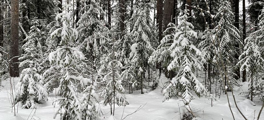 На севере области ожидается потепление до 0 градусов