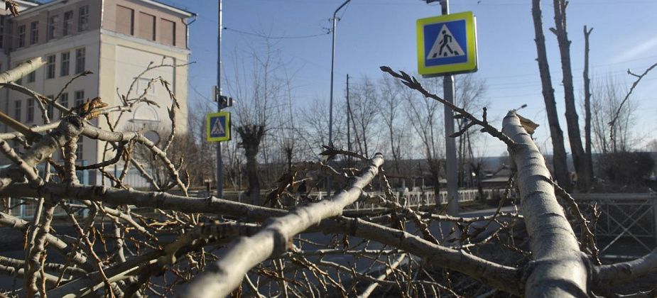 Ликвидацией аварийных деревьев будет заниматься местный предприниматель