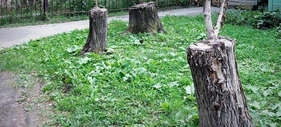 В Карпинске ликвидируют 46 деревьев