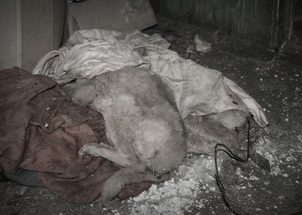 В Карпинске не нашлось желающих утилизировать трупы животных