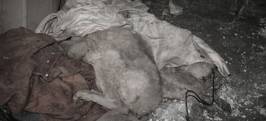 В Карпинске не нашлось желающих утилизировать трупы животных