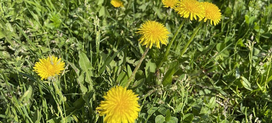 Аномальная жара на севере области простоит до 2 июня