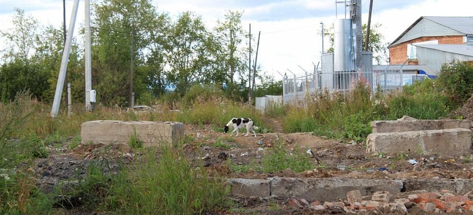 Шестой по счету аукцион на отлов собак снова не показал результатов