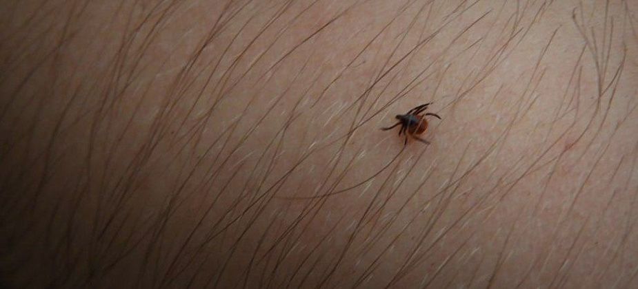 За прошедшую неделю клещи покусали шестерых карпинцев