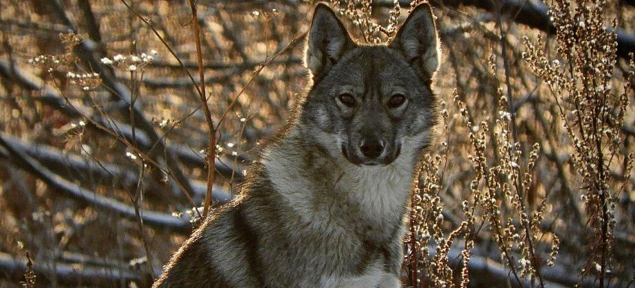 Специалисты «УКХ» уже в восьмой раз пытаются найти фирму для отлова собак в Карпинске