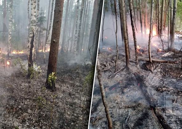 На территории Карпинска произошел первый в этом году лесной пожар