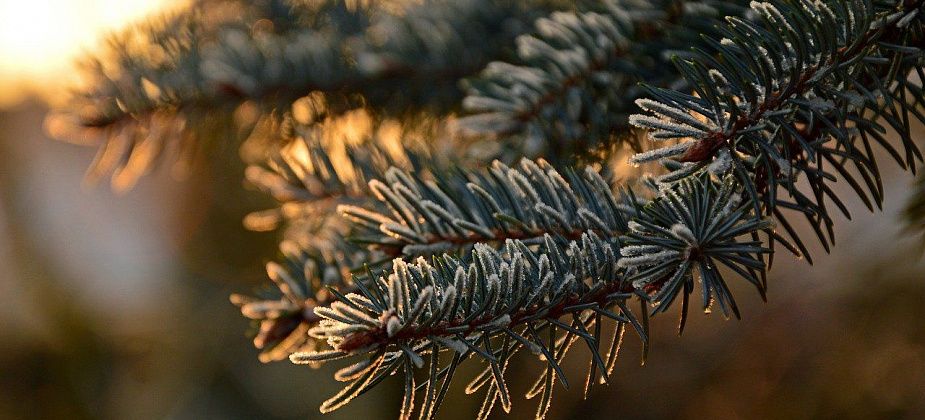 Рассказываем, где и за сколько можно купить живую елку к Новому году