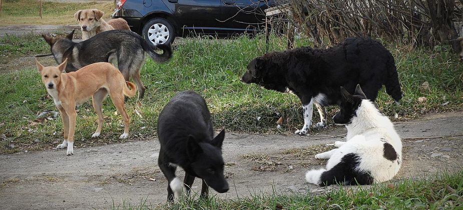 Карпинские активисты намерены обращаться с проблемой бездомных собак к губернатору