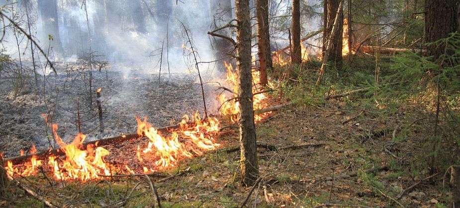 Лесной пожар на площади 42 футбольных поля бушевал под Карпинском