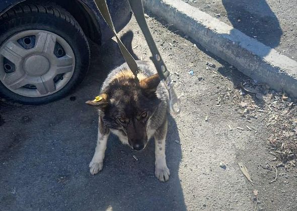Четвероногие рецидивисты: почему в Карпинске отлавливают собак, у которых в ушах уже есть бирки